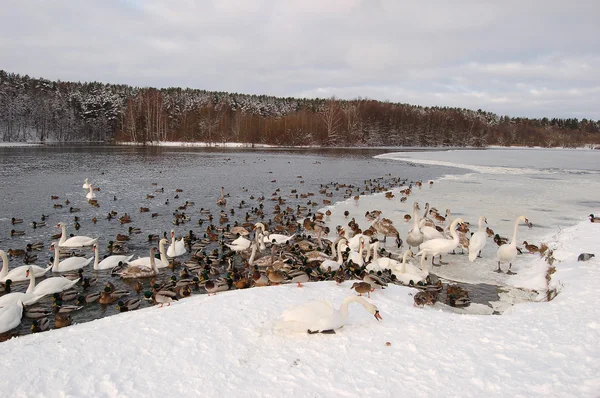 Лебеди зимой — стоковое фото