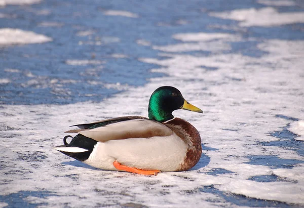 Duck on Ice — Stock Photo, Image