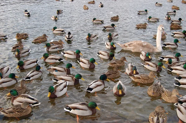 Duck flock — Stock Photo, Image