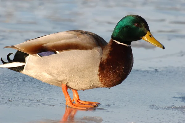 Duck002 — Stock Photo, Image