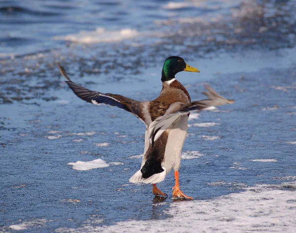 Duck01