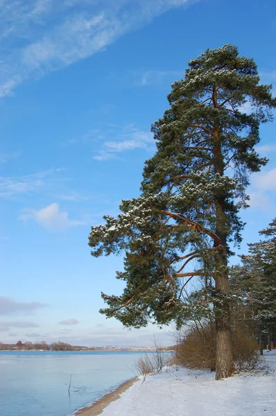 Fir aan de kust — Stockfoto