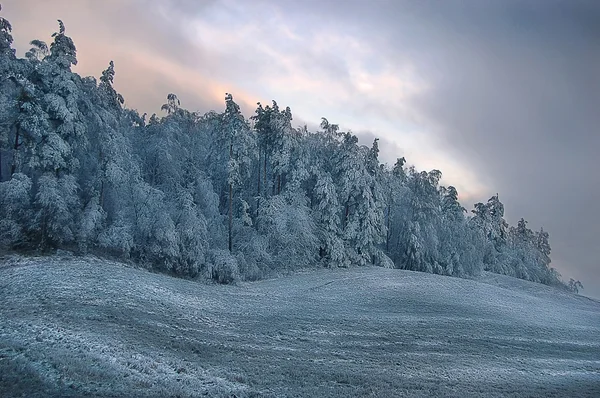 Jour d'hiver — Photo