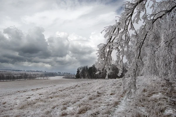 Jour d'hiver — Photo