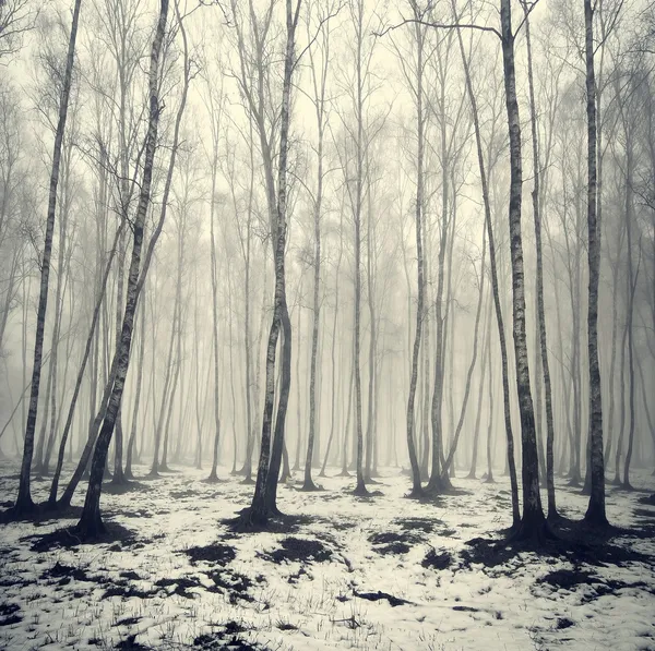 Birken im Nebel lizenzfreie Stockfotos