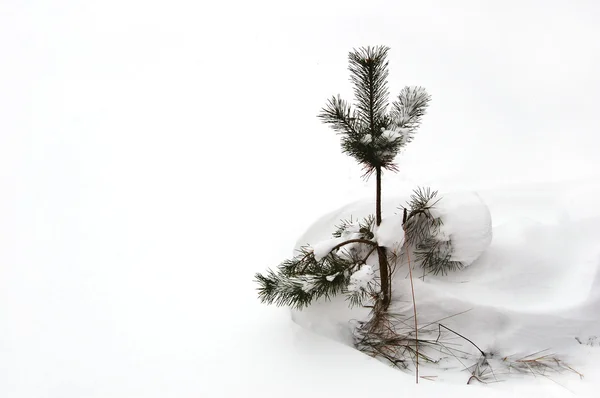 Little pine — Stock Photo, Image