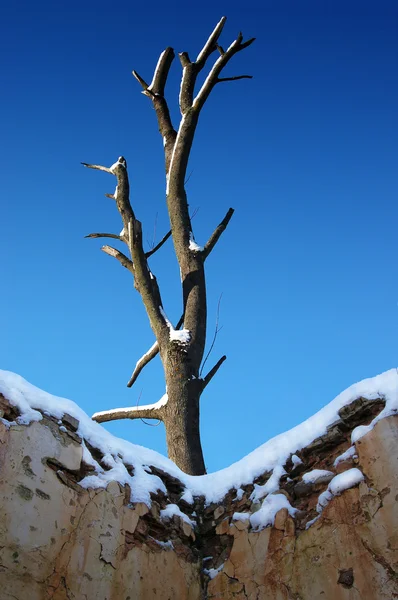 Alter Baum — Stockfoto