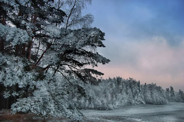 Scotch firs — Stock Photo, Image