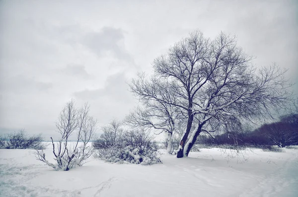 Alberi nella neve — Foto Stock