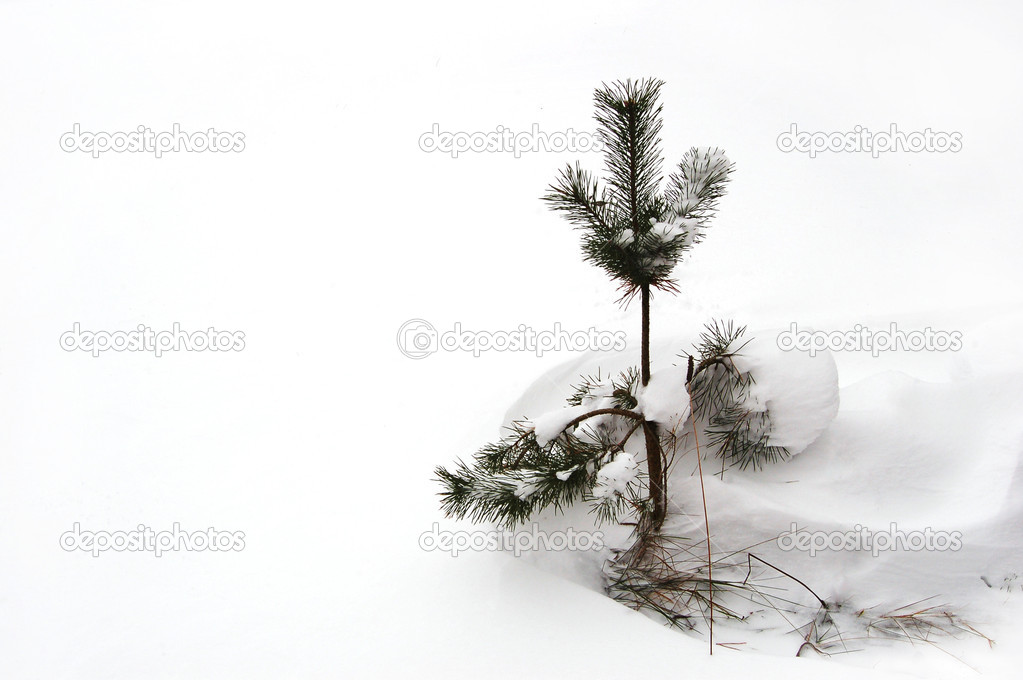 Little pine