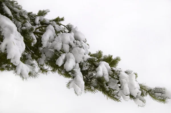 Branch — Stock Photo, Image