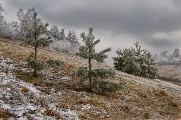 Sparren na de sneeuw — Stockfoto