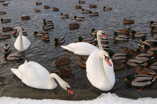 Cygnes en hiver1 — Photo