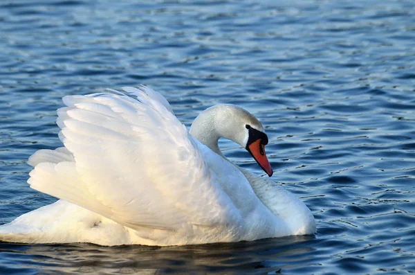 Cygne blanc nageant sur le lac 4 — Photo