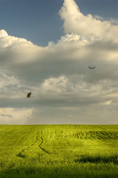 Storks flying over the field — Stock Photo, Image
