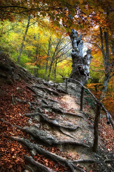 Uma grande árvore na floresta de outono 3 — Fotografia de Stock