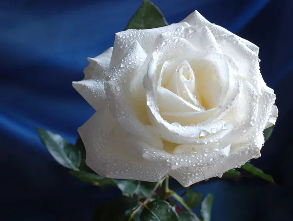 White rose — Stock Photo, Image