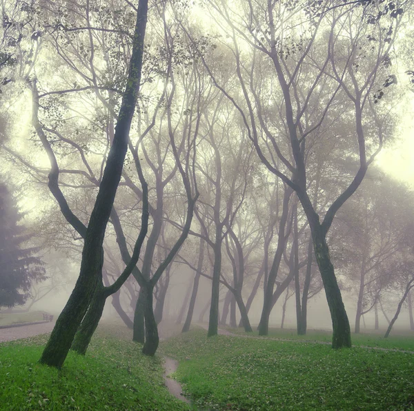 Nevoeiro misterioso — Fotografia de Stock