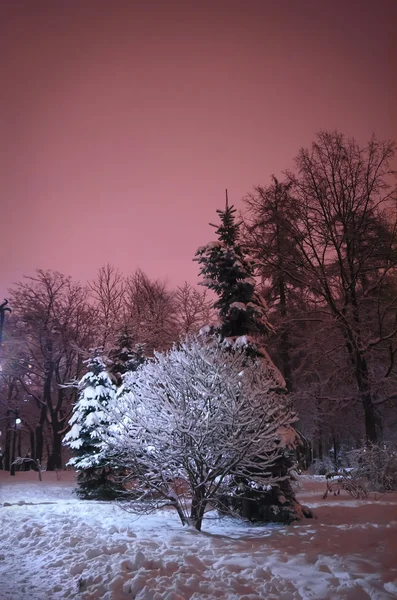 Träd i parken på natten — Stockfoto