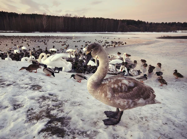 Ugly duckling was winter on the lake — Stock Photo, Image