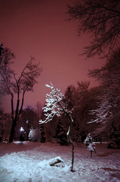 Baum im Park bei Nacht — Stockfoto