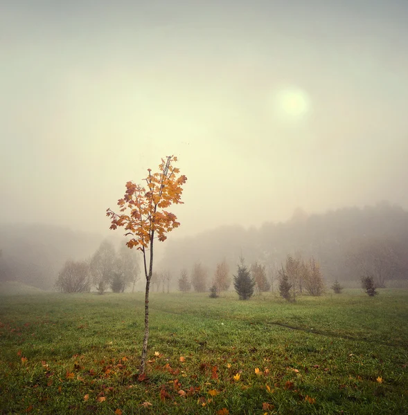 Niebla misteriosa —  Fotos de Stock