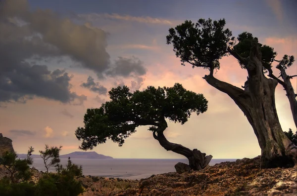 Dry trees — Stock Photo, Image