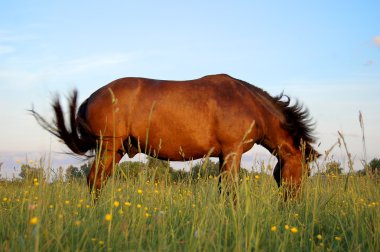 Çayırda at pastureing