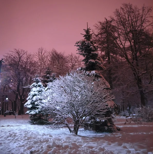 Snowy park zimą w nocy — Zdjęcie stockowe