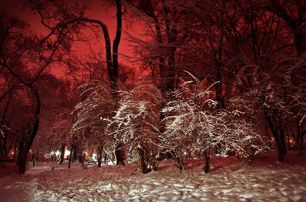 Parco invernale innevato di notte Foto Stock