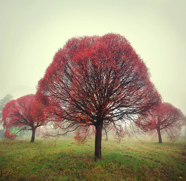 Árvore vermelha brilhante fica no nevoeiro no outono — Fotografia de Stock