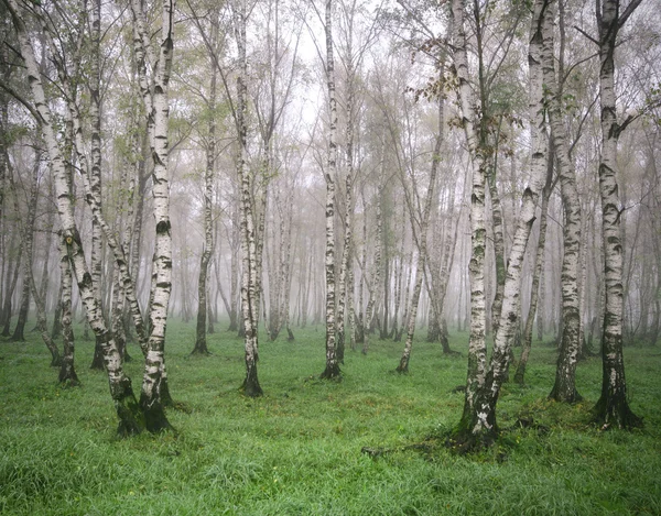 Birch Grove no nevoeiro na primavera — Fotografia de Stock