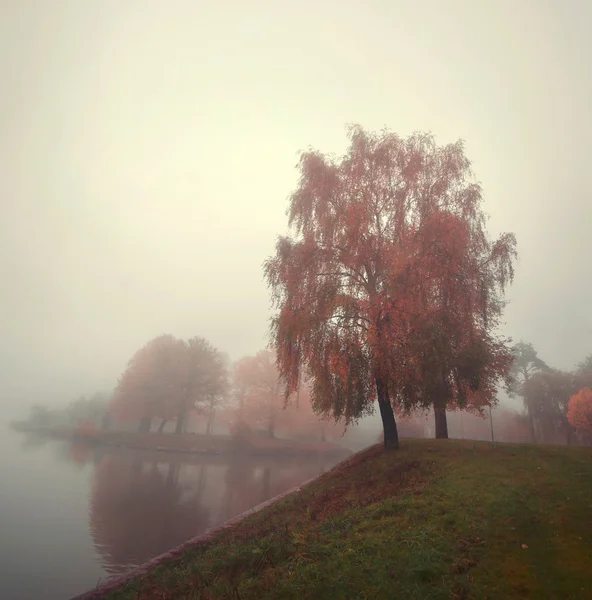 Alberi sul lago nella nebbia autunnale Foto Stock Royalty Free