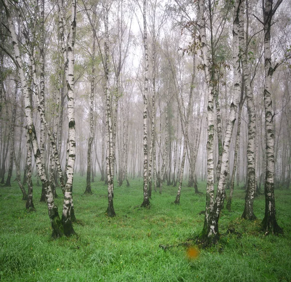 Betulla Grove nella nebbia in primavera Foto Stock