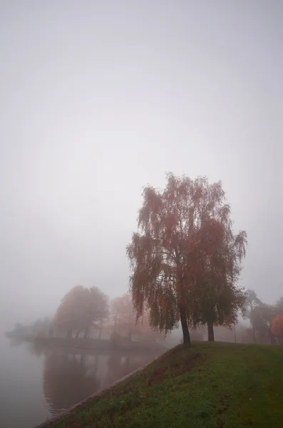 Stromy na jezeře v podzimní mlha — Stock fotografie