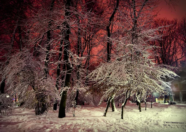 Pohon dan semak-semak di salju di taman di malam musim dingin — Stok Foto