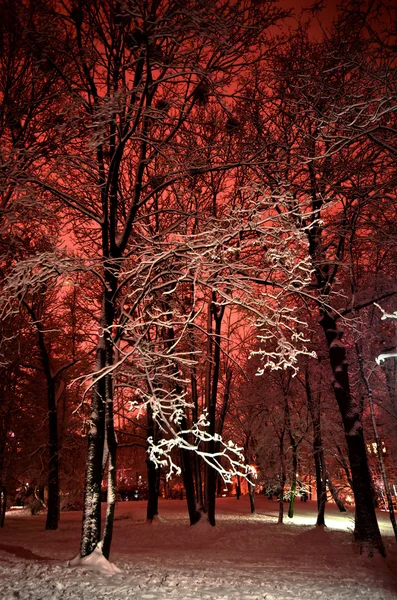 Parque de inverno nevado à noite — Fotografia de Stock