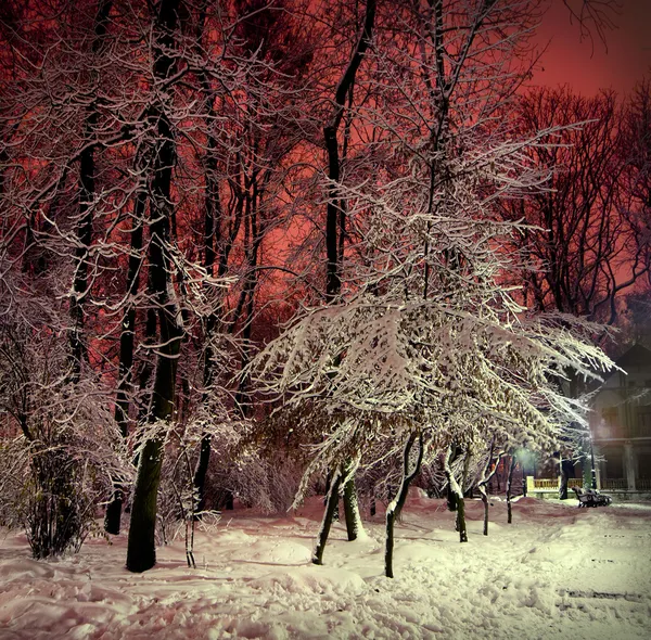 白雪皑皑的冬天夜晚公园里 — 图库照片