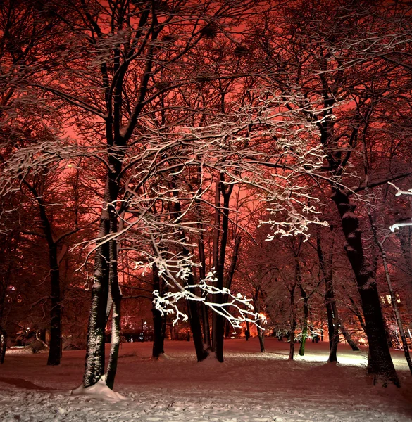 Zasněžené zimní park v noci — Stock fotografie