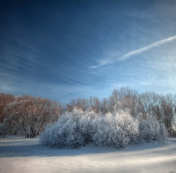 Mroźny zimowy dzień — Zdjęcie stockowe