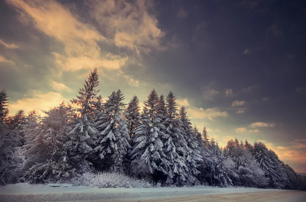 美丽的冬季森林 图库图片