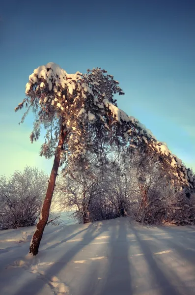 Sonniger Wintertag — Stockfoto