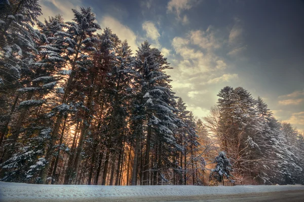 Belle forêt d'hiver — Photo