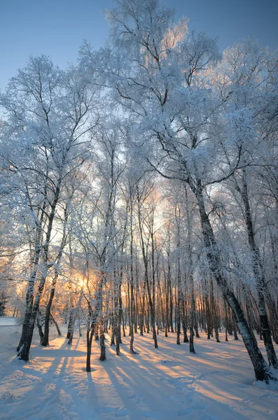 Frostiga vinterdag — Stockfoto