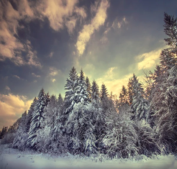 Winter besneeuwde bossen op het plein Rechtenvrije Stockfoto's