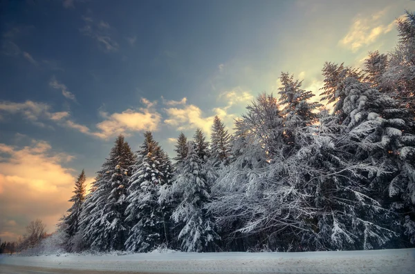 美丽的冬季森林 免版税图库照片