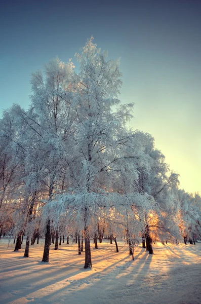 Frosty winterdag — Stockfoto