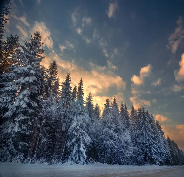 Winter besneeuwde bossen op het plein — Stockfoto