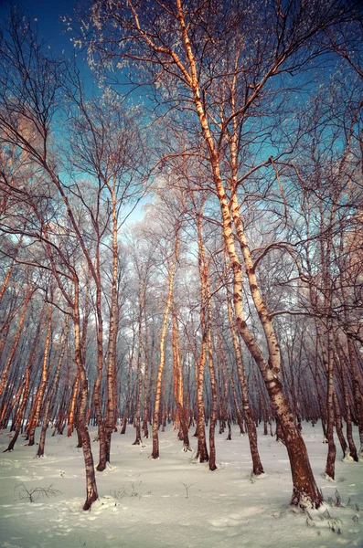 Frostiga vinterdag — Stockfoto