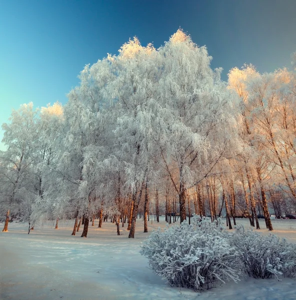 Silberfrost auf den Bäumen an einem sonnigen Tag im Winter Stockbild